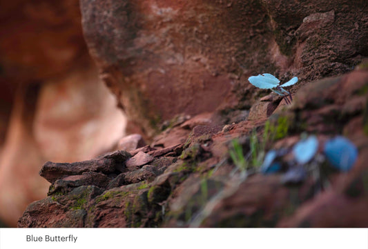 Blue Butterfly, 2024 - Gypsy Cadillac