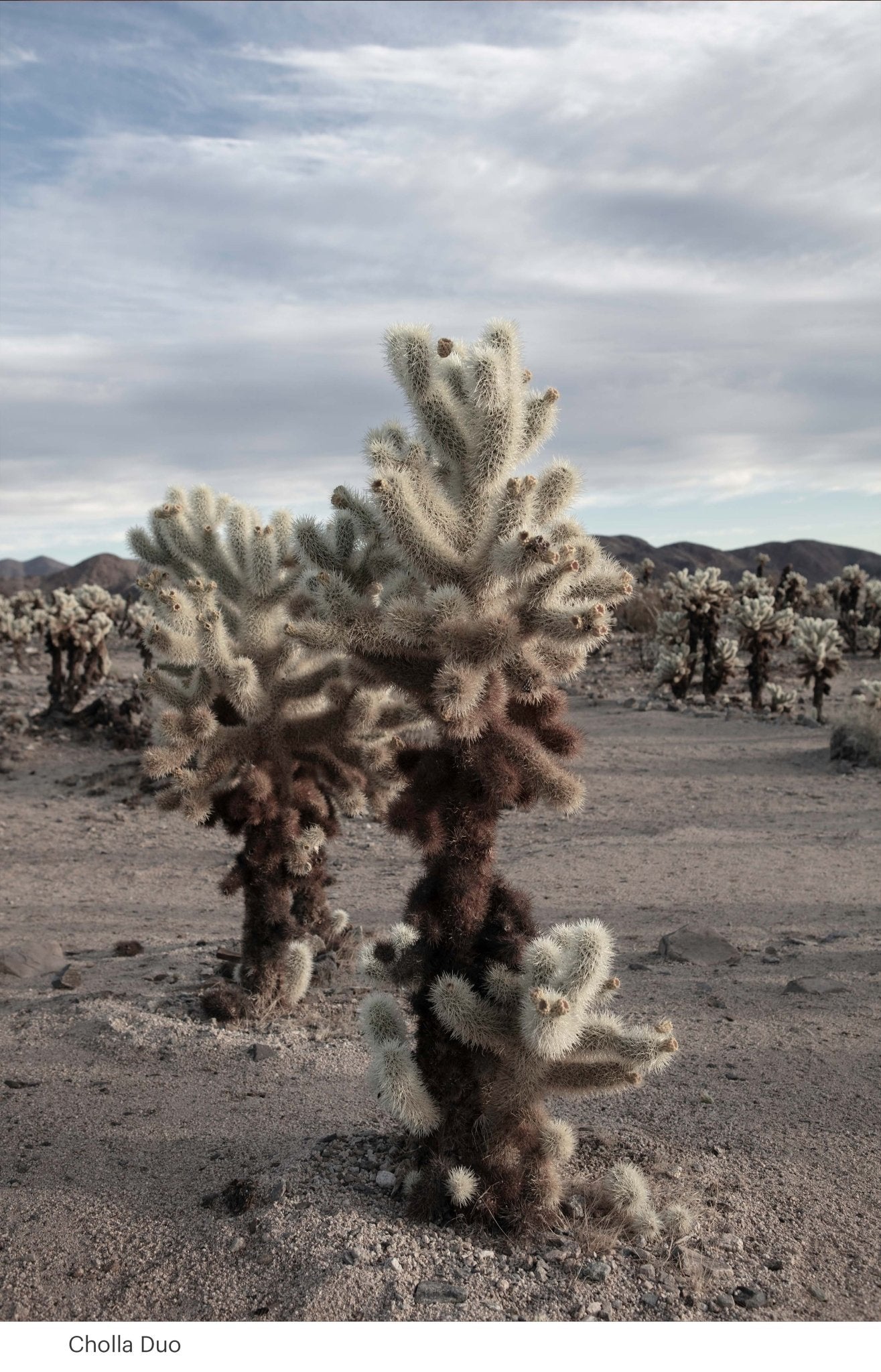 Cholla Duo, 2024 - Gypsy Cadillac