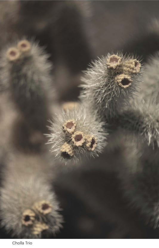 Cholla Solo, 2024 - Gypsy Cadillac