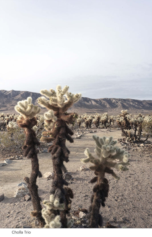 Cholla Trio, 2024 - Gypsy Cadillac