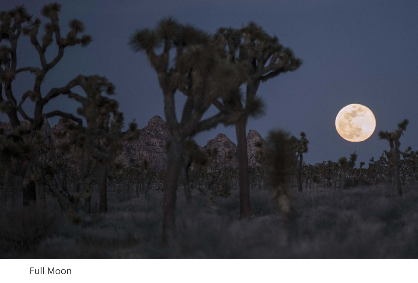 Full Moon, 2024 - Gypsy Cadillac